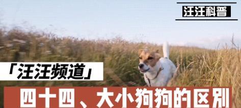 小狗不会叫汪汪的原因（解密小狗不会叫汪汪的秘密）