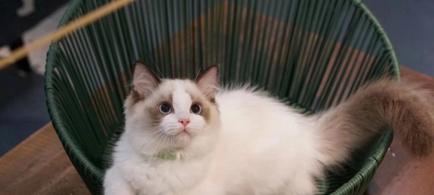 布偶猫4个月的成长和变化（探寻布偶猫从幼小到成长的魅力）