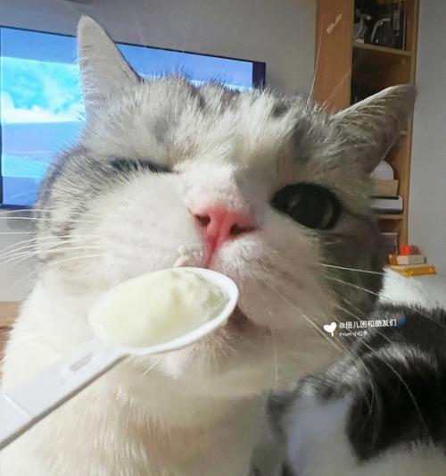 给猫吃的健康食物（探索适合猫咪的饮食选择）