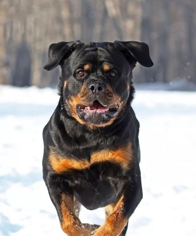 聪明护主的狗狗——哪种犬种最具智慧？（以主人保护为天职，这些狗狗最聪明！）