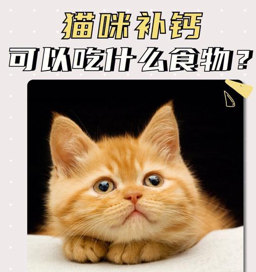 二个月小猫咪的饮食指南（科学喂养小猫咪，）