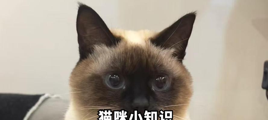 猫咪为什么不长牙齿？（探索猫咪独特的口腔构造）