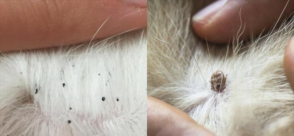 探索猫咪绦虫的世界（了解猫咪绦虫的症状、传播途径和防治方法）
