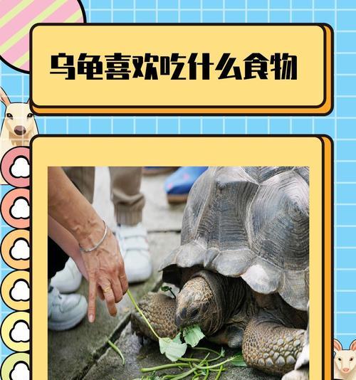 龟龟为何不吃东西？（探寻龟龟不进食的原因与解决办法）