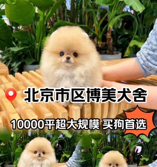博美犬的理想伴侣——与他一起养的最佳宠物（以博美能跟什么一起养的选择探讨及养成之道）