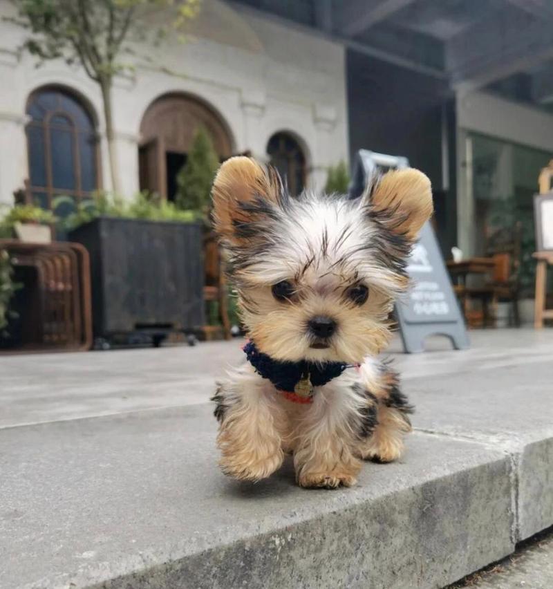 探究约克夏犬价格高的原因（揭示约克夏犬的独特价值和市场需求）