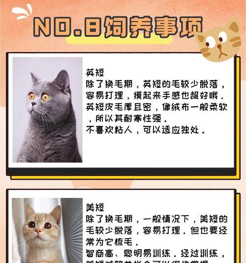 英短与美短（探索英短和美短的区别与特点）
