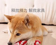 泰迪犬的喜爱玩具（探索泰迪犬喜欢哪种玩具）