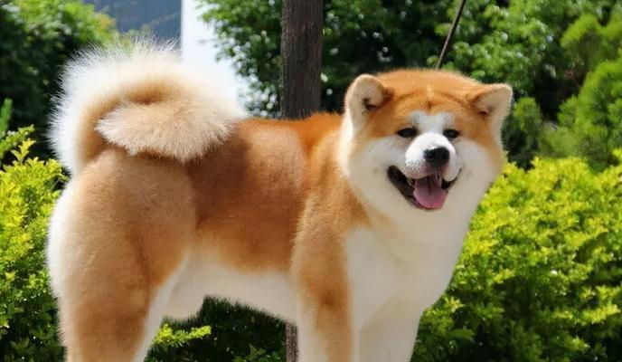 秋田犬的高价背后（探究秋田犬高价的原因与内在价值）
