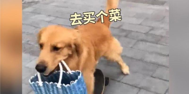 金毛的膳食要点（营养均衡的金毛饮食秘诀、健康成长的关键）