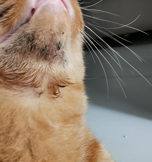 猫猫为什么用爪自己抓下巴？（揭开猫猫抓下巴的奥秘）