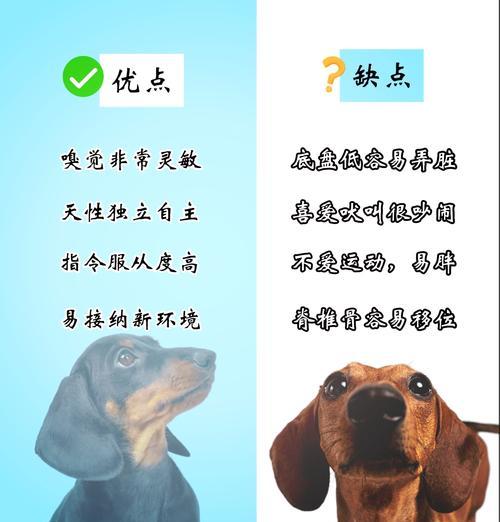 腊肠狗的难驯养之谜（探究腊肠狗难以驯服的原因及应对策略）