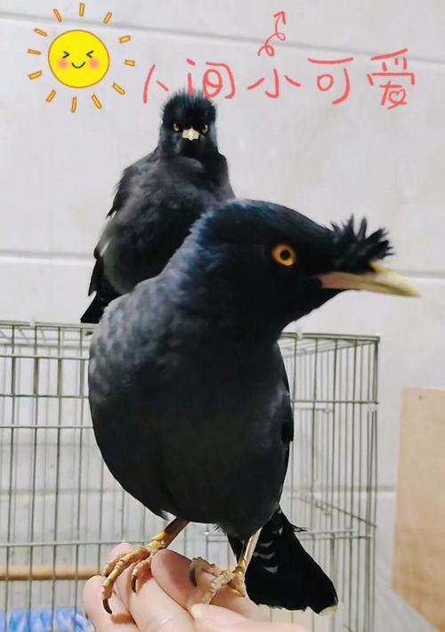 八哥畏惧何种鸟？（探究八哥心中的恐惧）