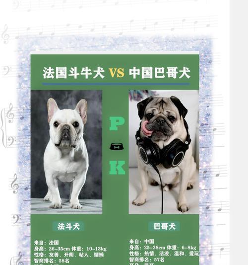 法国斗牛犬的斜眼之谜（揭秘法国斗牛犬斜眼的原因及其影响）