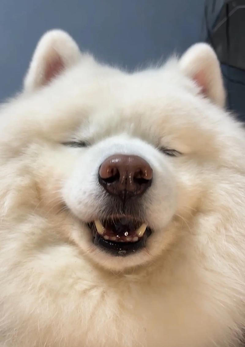 萨摩耶的睡眠习性（揭秘萨摩耶的睡觉时间和习惯）