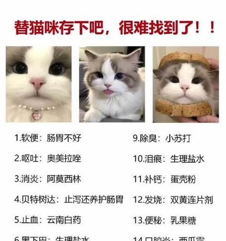 猫咪肠炎的饮食管理（探索科学的饮食方案帮助猫咪康复）