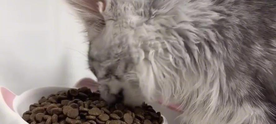 猫咪的喜好与行为习性（探索猫咪世界的奥秘）