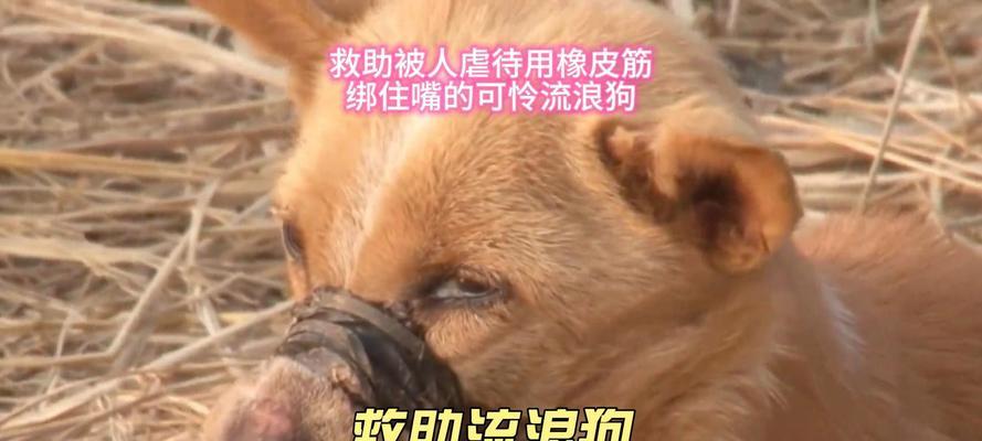 狗断尾事件揭露（保护宠物健康，远离橡皮筋断尾）