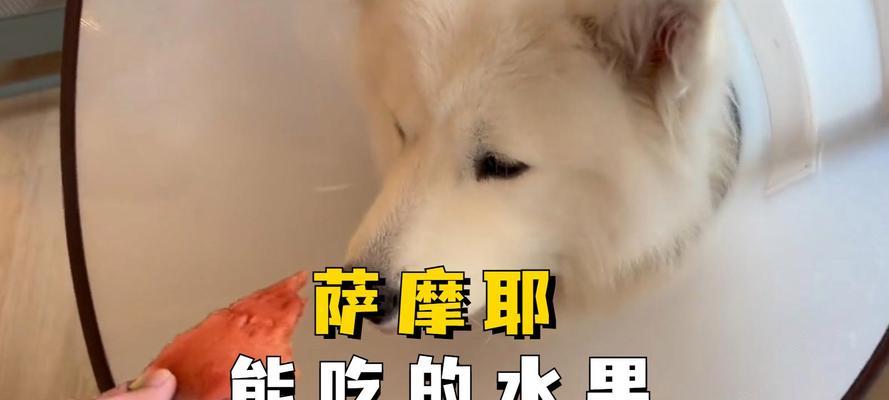 六个月大的狗可以吃哪些水果？（了解适合六个月大狗狗的水果选择，让它们健康成长。）