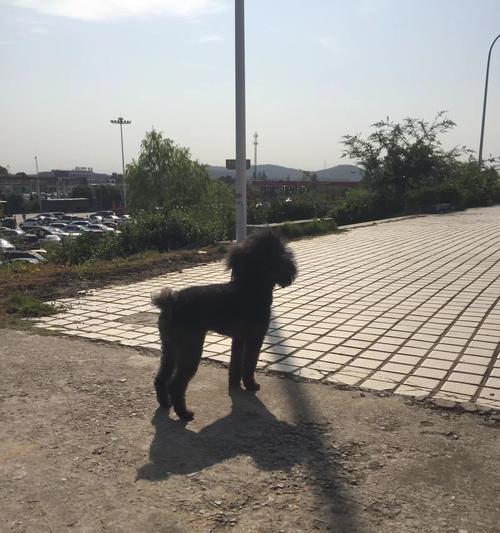 泰迪狗为什么啥都吃？（探究泰迪狗喜欢吃各种食物的原因及注意事项）