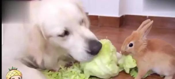 金毛犬的蔬菜饮食指南（了解金毛犬的蔬菜需求，打造健康饮食习惯）
