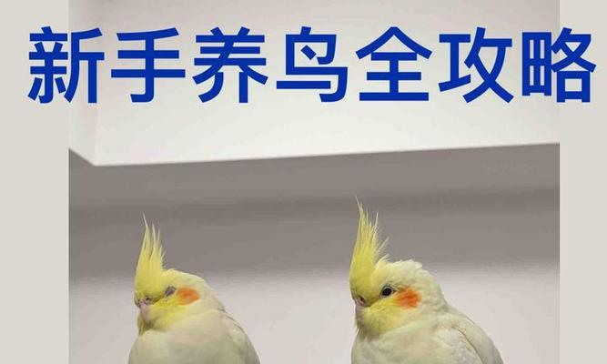 如何饲养健康的鹦鹉（养鹦鹉需要注意的关键点）