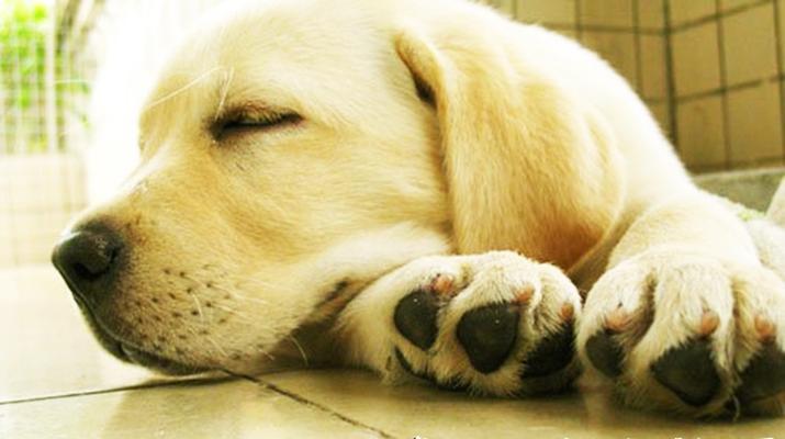以狗狗断血线的好处（探讨狗狗断血线对犬类健康的积极影响）