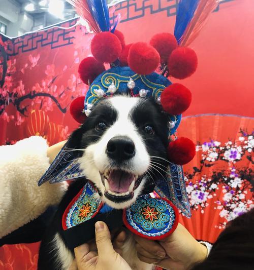 探究狗狗掉毛的原因与时机（狗狗何时开始掉毛？了解掉毛周期对宠物护理至关重要）