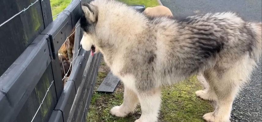 牧羊犬