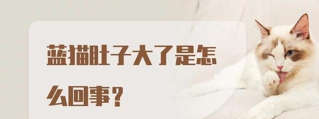 猫腹部胀气的原因及处理方法（猫咪腹部胀气是何种原因造成的，如何有效处理）