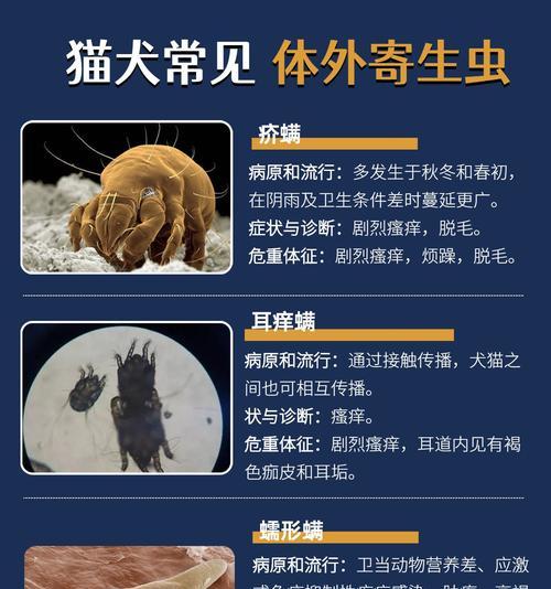 狗狗体外排虫的重要性（保护狗狗健康，从体外排虫开始）