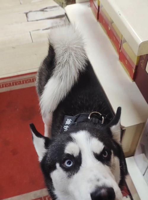 探讨哪种狗能够打败狼？（分析不同品种犬类与狼之间的实力差距）