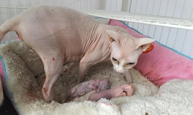 探秘猫咪胎毛（了解胎毛的成长与变化，揭开猫咪育毛的秘密）
