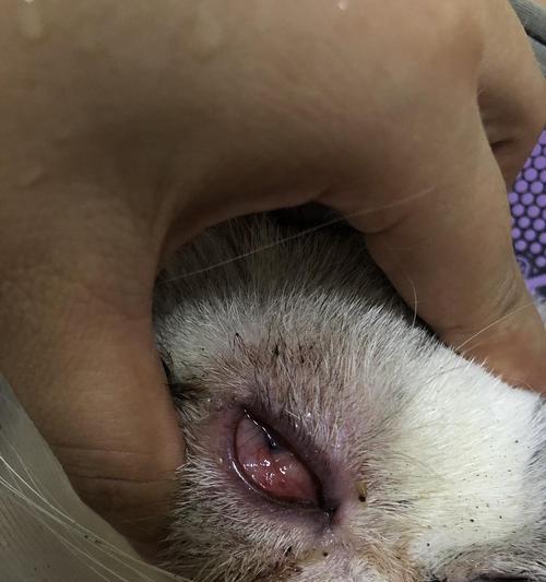 猫咪结膜炎的症状及预防措施（了解猫咪结膜炎的常见症状和有效预防方法）