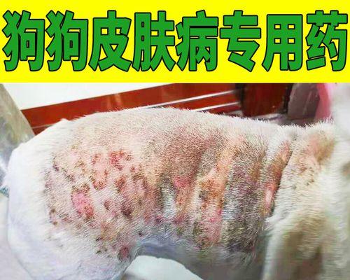 如何治疗狗狗皮肤螨虫感染？（有效药物是解决狗狗皮肤螨虫感染的关键）