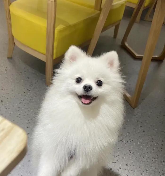 泰迪犬的泪痕问题（深入了解泰迪泪痕，让我们的毛茸宝贝重现清澈明亮的眼睛）