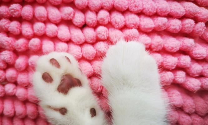 揭秘猫的爪子的多彩世界（猫的爪子颜色的奥秘及其影响因素）