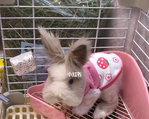 兔子大小便的特点与习惯（了解兔子的排泄习性，做好养护工作）