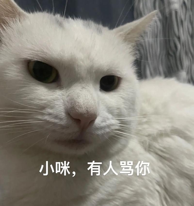 深入探究给猫的意义（了解为什么给猫是如此重要）