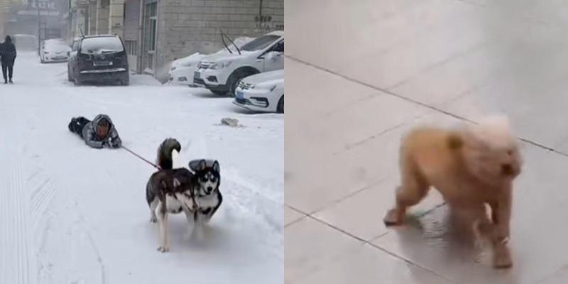 狗狗的最佳溜出时间是什么时候？（探究不同时间段对狗狗散步的影响及其最佳选择）