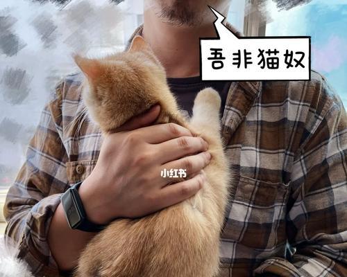 宠物猫换牙期间的饮食指南（科学饮食助力猫咪顺利换牙，）