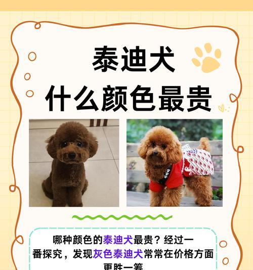 中国最贵犬种——藏獒的神秘与珍贵（价值连城的守护者——藏獒的非凡魅力）