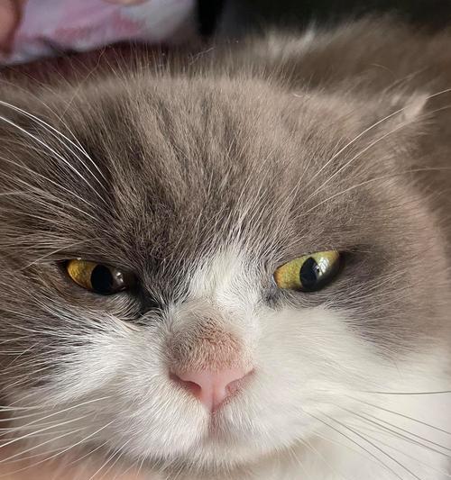 猫的鼻子为什么会变黑？（揭秘猫咪鼻子的黑色之谜）