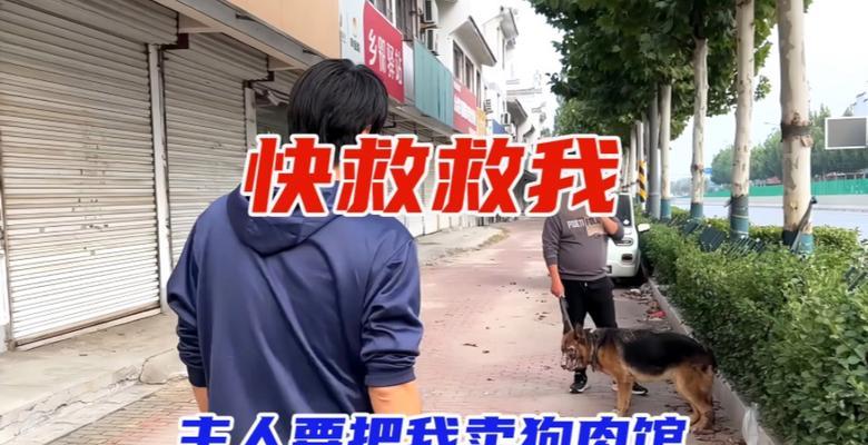 以德牧突然病倒的原因及处理方法（分析以德牧突然病倒的原因，提供有效的处理方法）