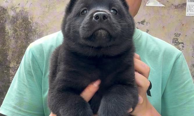 破解谜团（探索黑色舌头的奥秘，解开黑舌犬身份之谜）
