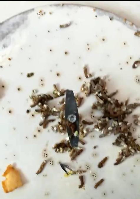 画眉鸟羽毛掉落的处理方法（以画眉鸟羽毛掉落为主题的有效保护措施）