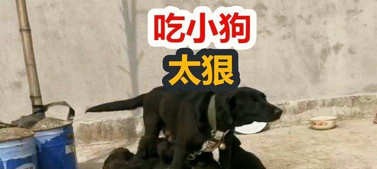 母狗为什么清理幼犬的便？（探索母狗清理幼犬便的原因和重要性）