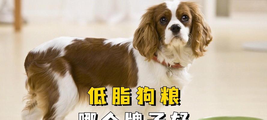 挑选适合的低端狗粮，给爱宠更健康的选择（关注宠物健康，选择合适的低端狗粮品牌）