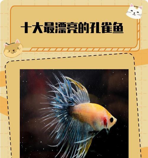 探索凤尾鱼之美（长尾凤尾鱼的华丽羽毛和独特个性带来的饲养乐趣）