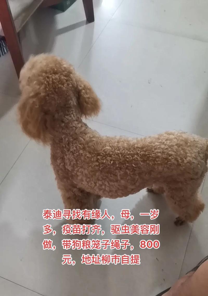 泰迪满月需接种哪些疫苗保障宝宝健康？（泰迪满月接种疫苗的必要性和注意事项）